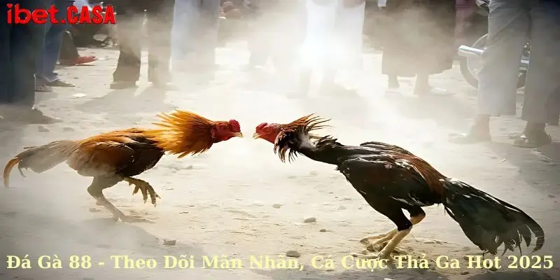 Đá gà 88