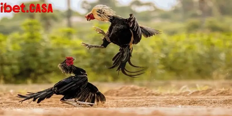 Đá gà C1 có quy mô cực kỳ hoành tráng