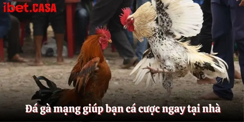 Đá gà mạng giúp bạn cá cược ngay tại nhà