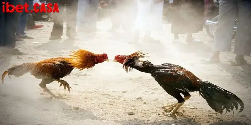 Cần có kiến thức để chăm sóc chiến kê tốt nhất