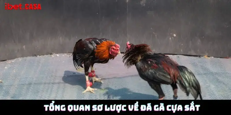 Tổng quan sơ lược về đá gà cựa sắt