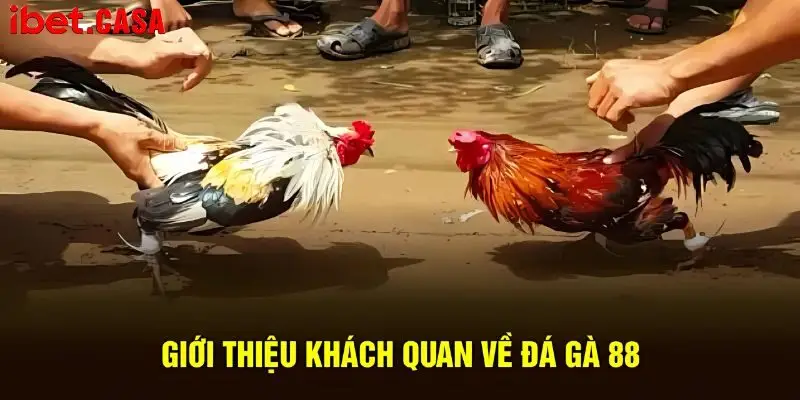 Tổng quan thông tin giới thiệu về siêu phẩm đá gà 88
